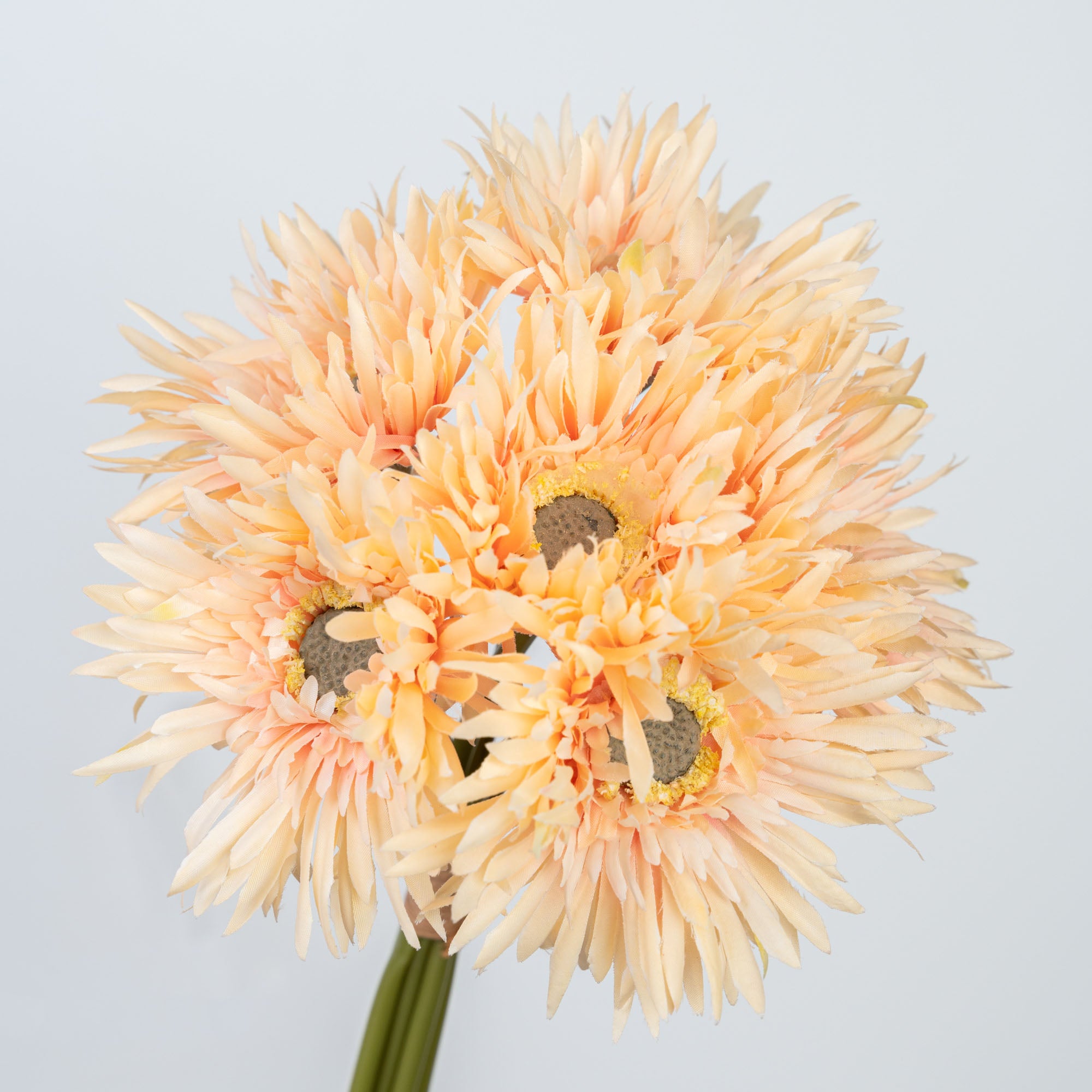 12" GERBERA BUNDLE X 6