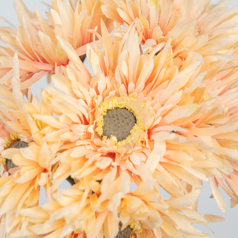 12" GERBERA BUNDLE X 6