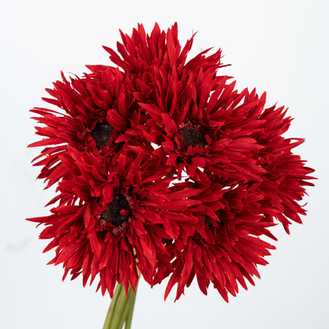12" GERBERA BUNDLE X 6