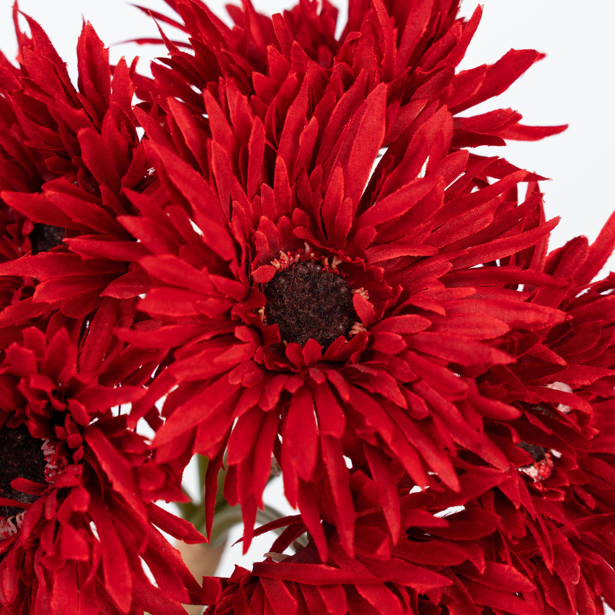 12" GERBERA BUNDLE X 6