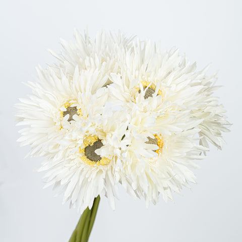 12" GERBERA BUNDLE X 6