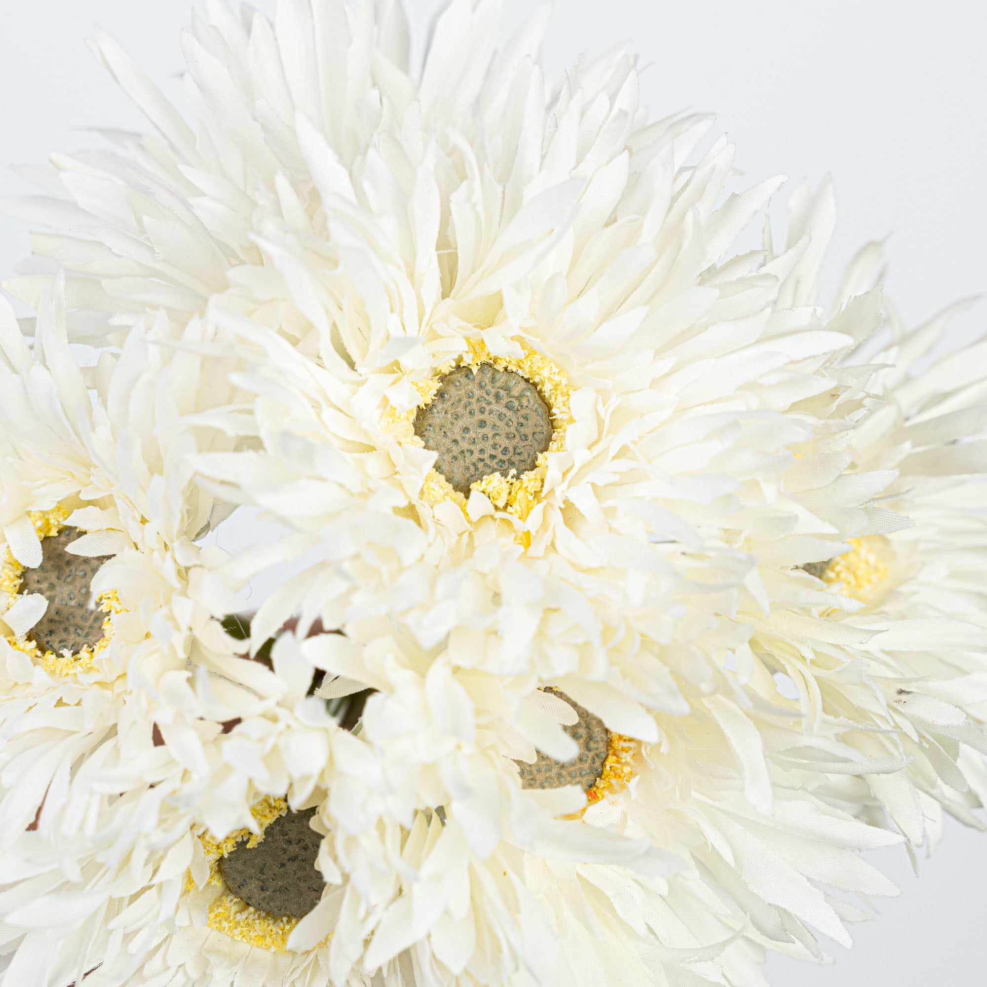 12" GERBERA BUNDLE X 6