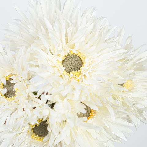 12" GERBERA BUNDLE X 6