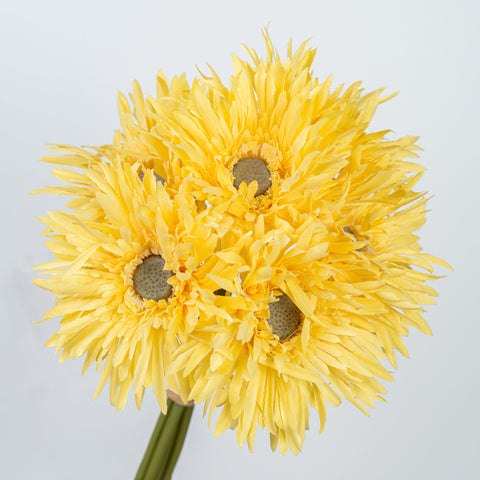 12" GERBERA BUNDLE X 6
