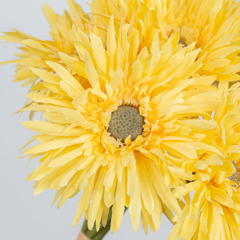 12" GERBERA BUNDLE X 6