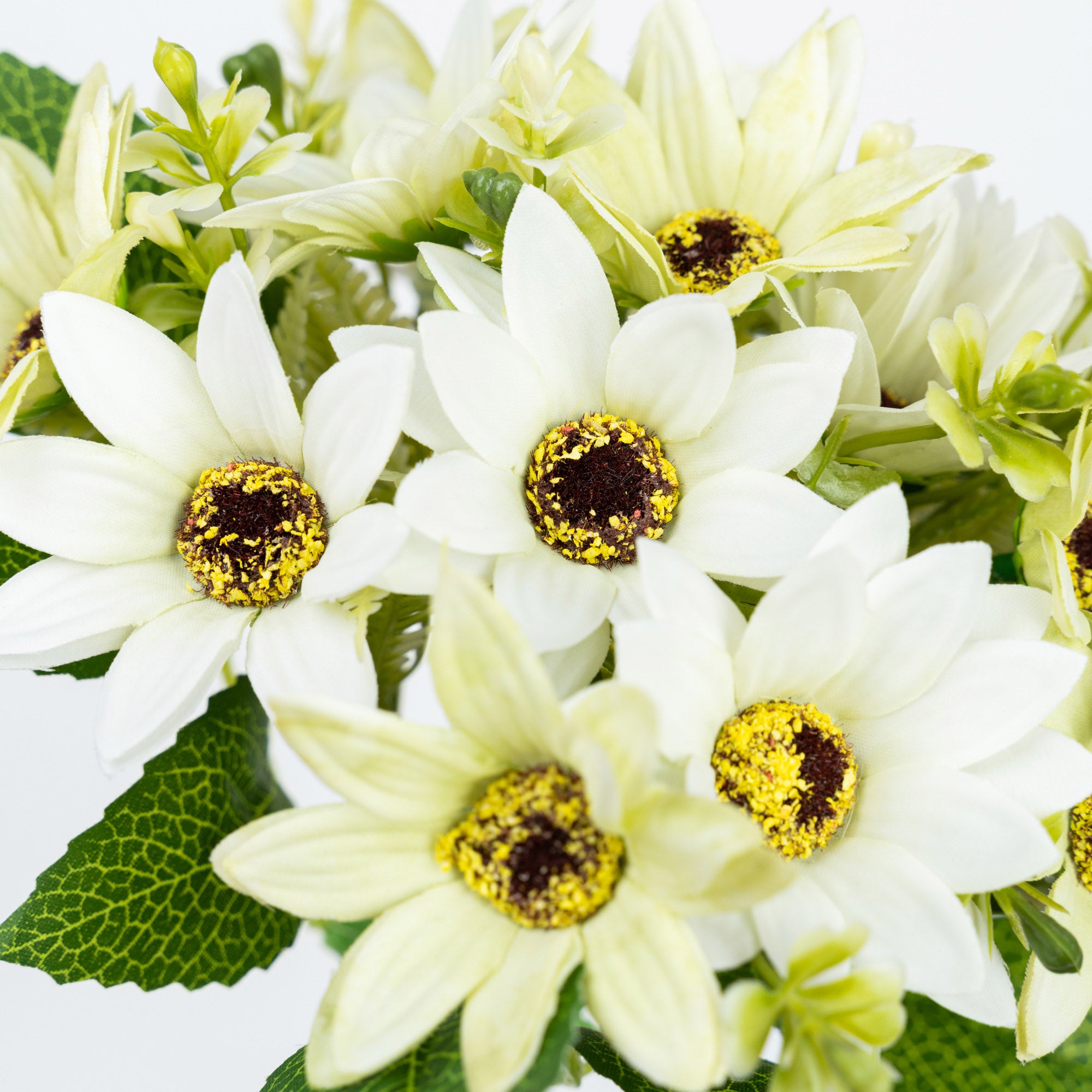 11" DAISY BUNDLE