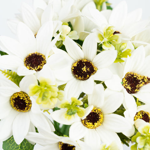 11" DAISY BUNDLE