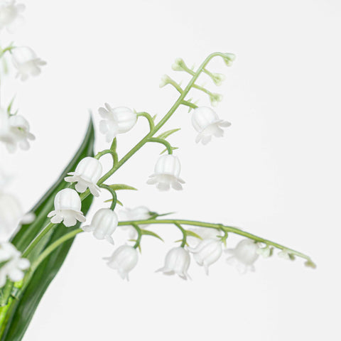 13" LILY OF THE VALLEY BUSH X 5