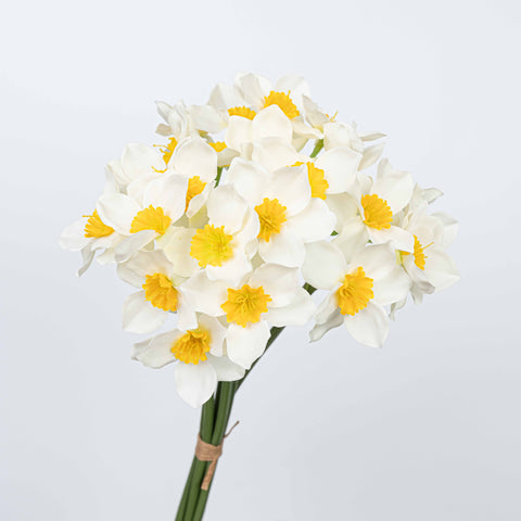 16" DAFFODILS BUNDLE X 6