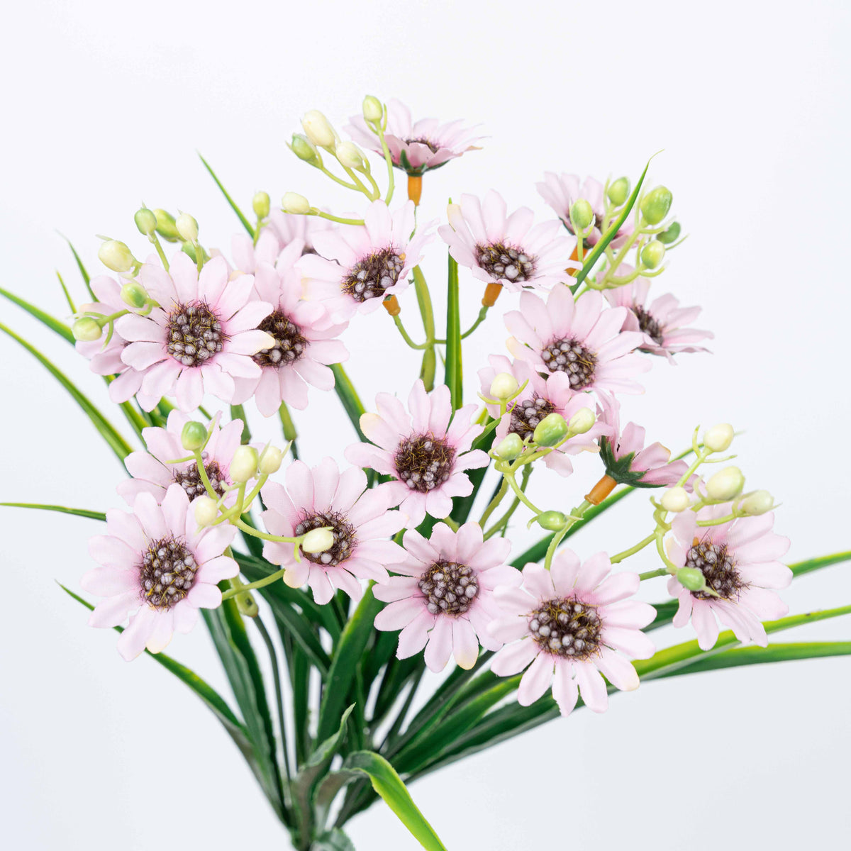 13" DAISY BUSH X 7