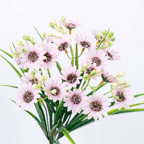 13" DAISY BUSH X 7