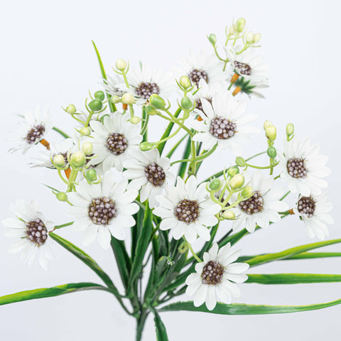 13" DAISY BUSH X 7