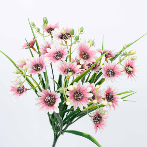 13" DAISY BUSH X 7