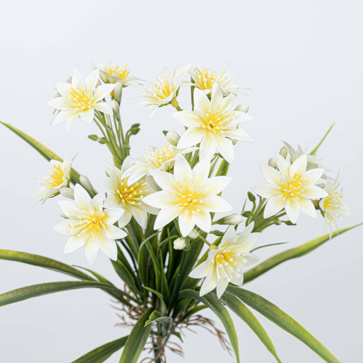 14" DAISY BUSH X 5