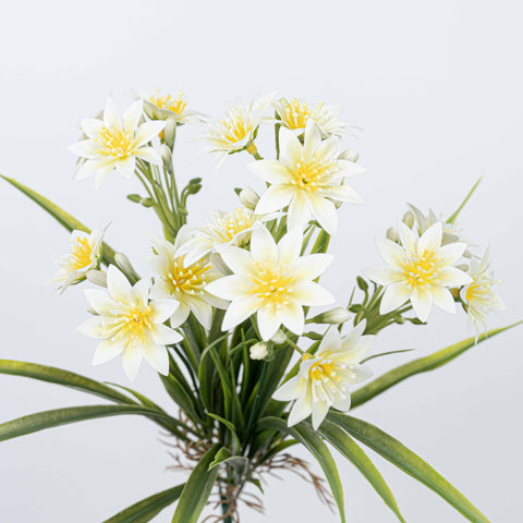 14" DAISY BUSH X 5