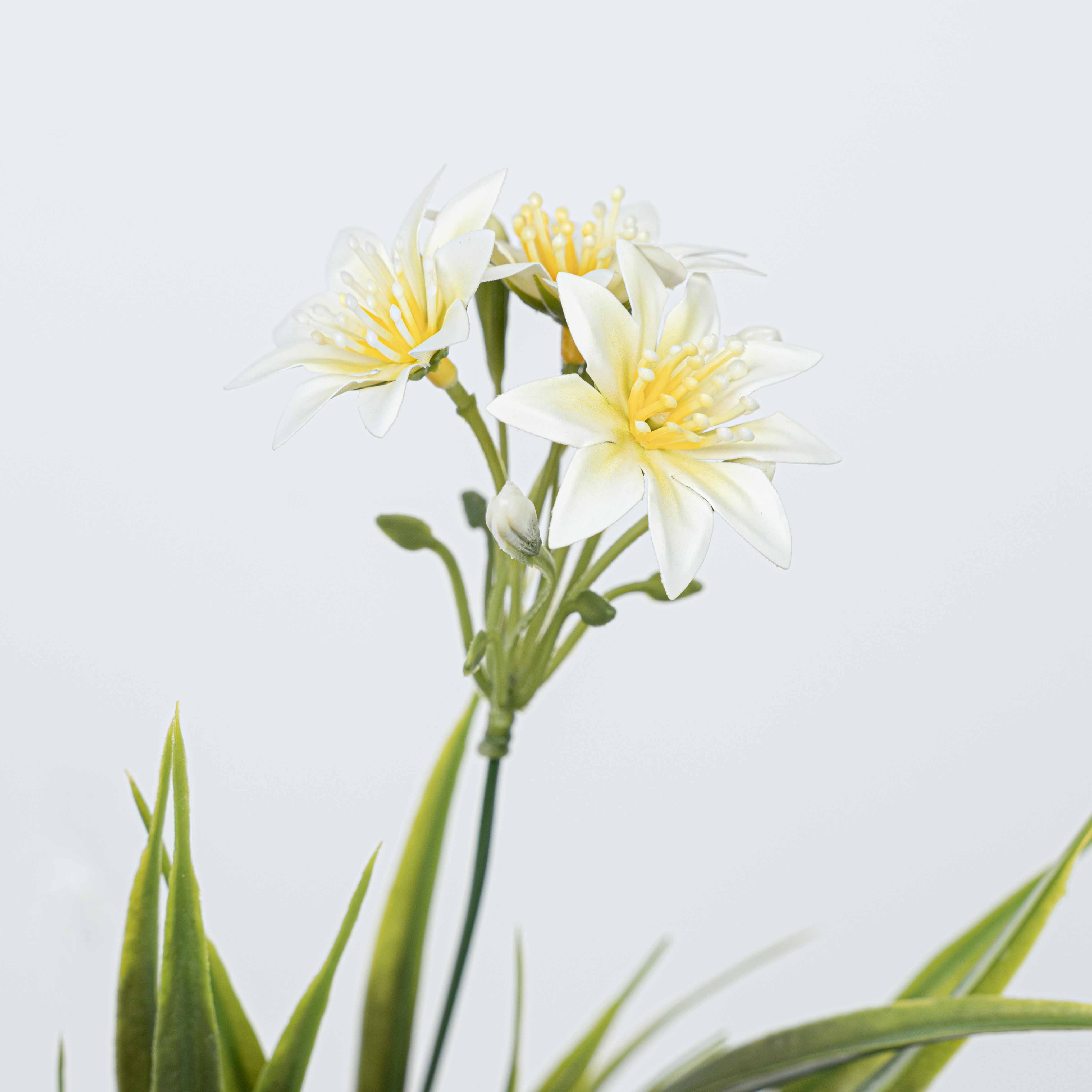 14" DAISY BUSH X 5