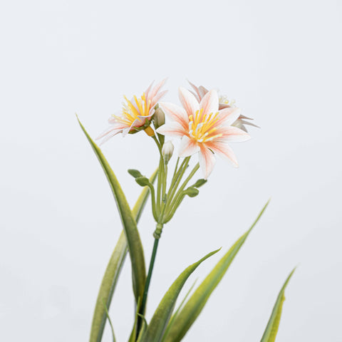 14" DAISY BUSH X 5