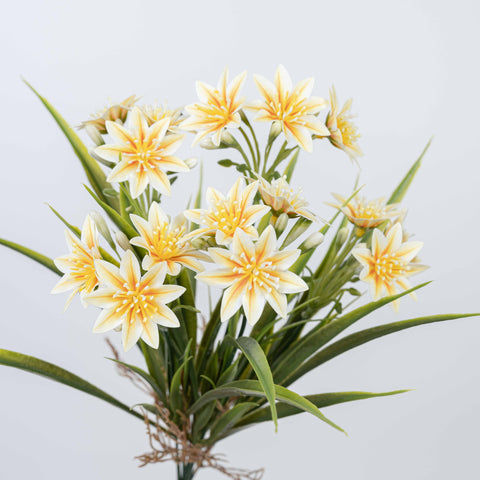 14" DAISY BUSH X 5