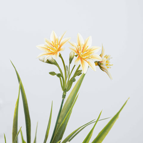 14" DAISY BUSH X 5