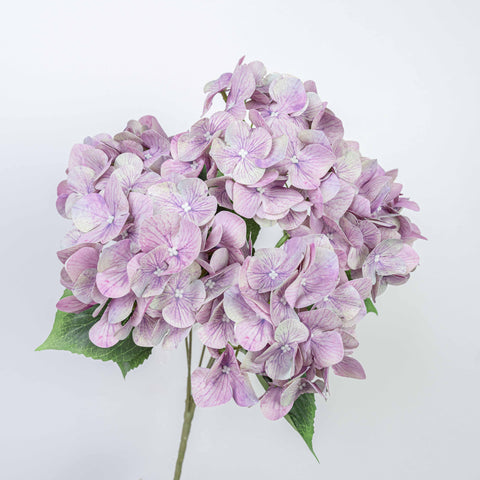 19" REAL TOUCH HYDRANGEA BUSH X 5