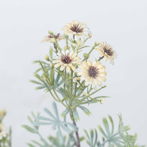 18" DAISY BUSH X 5