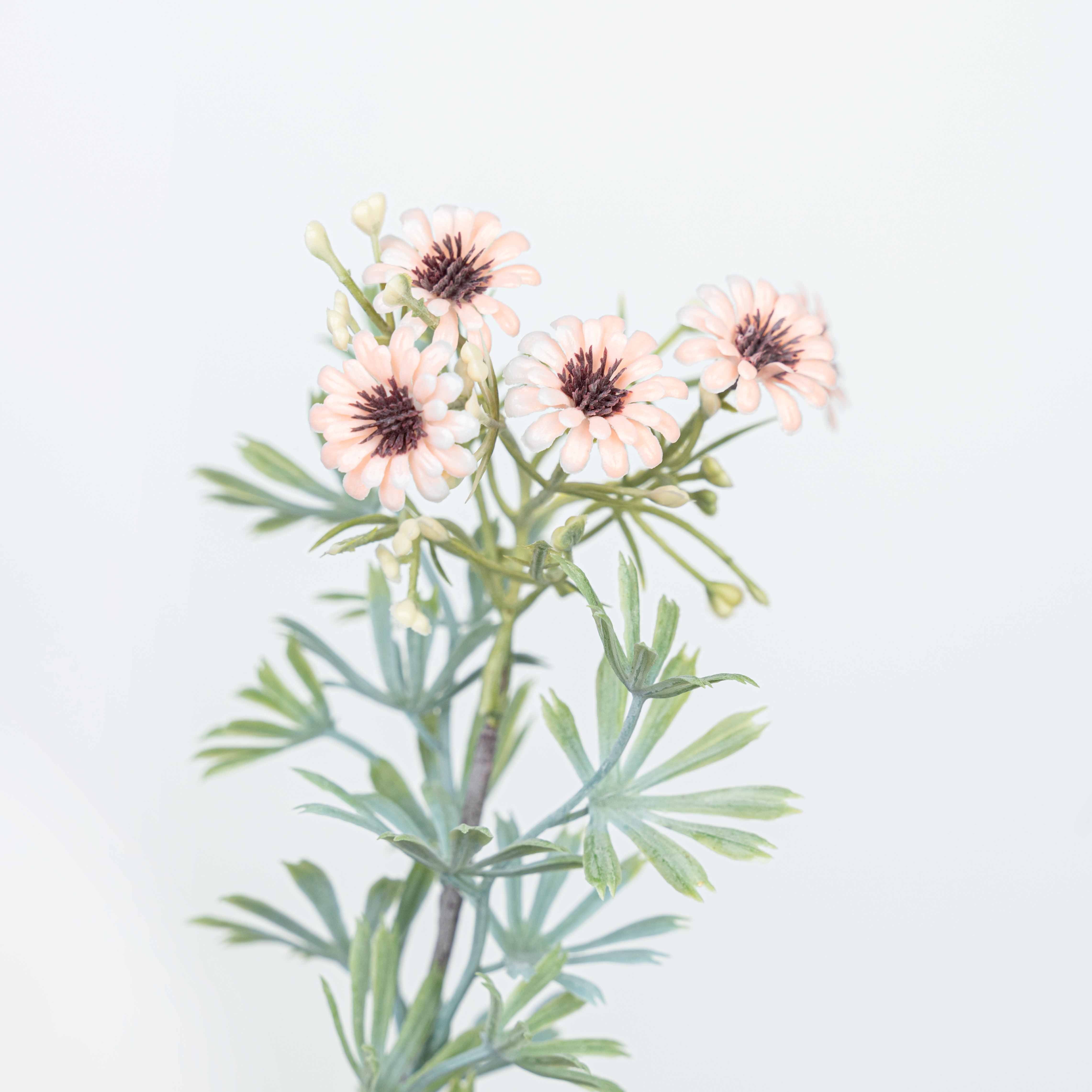18" DAISY BUSH X 5