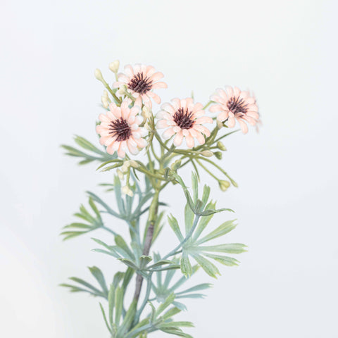 18" DAISY BUSH X 5