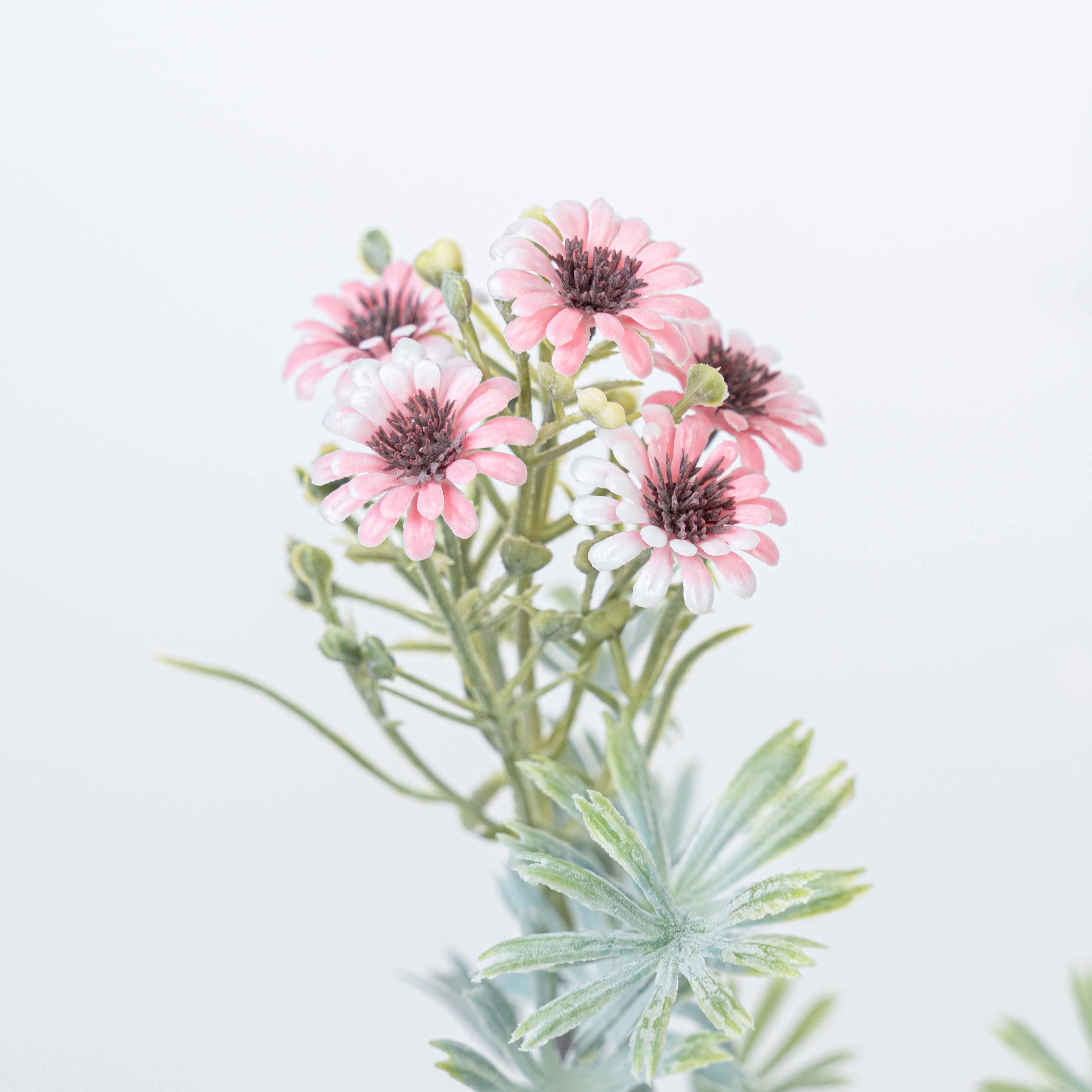 18" DAISY BUSH X 5
