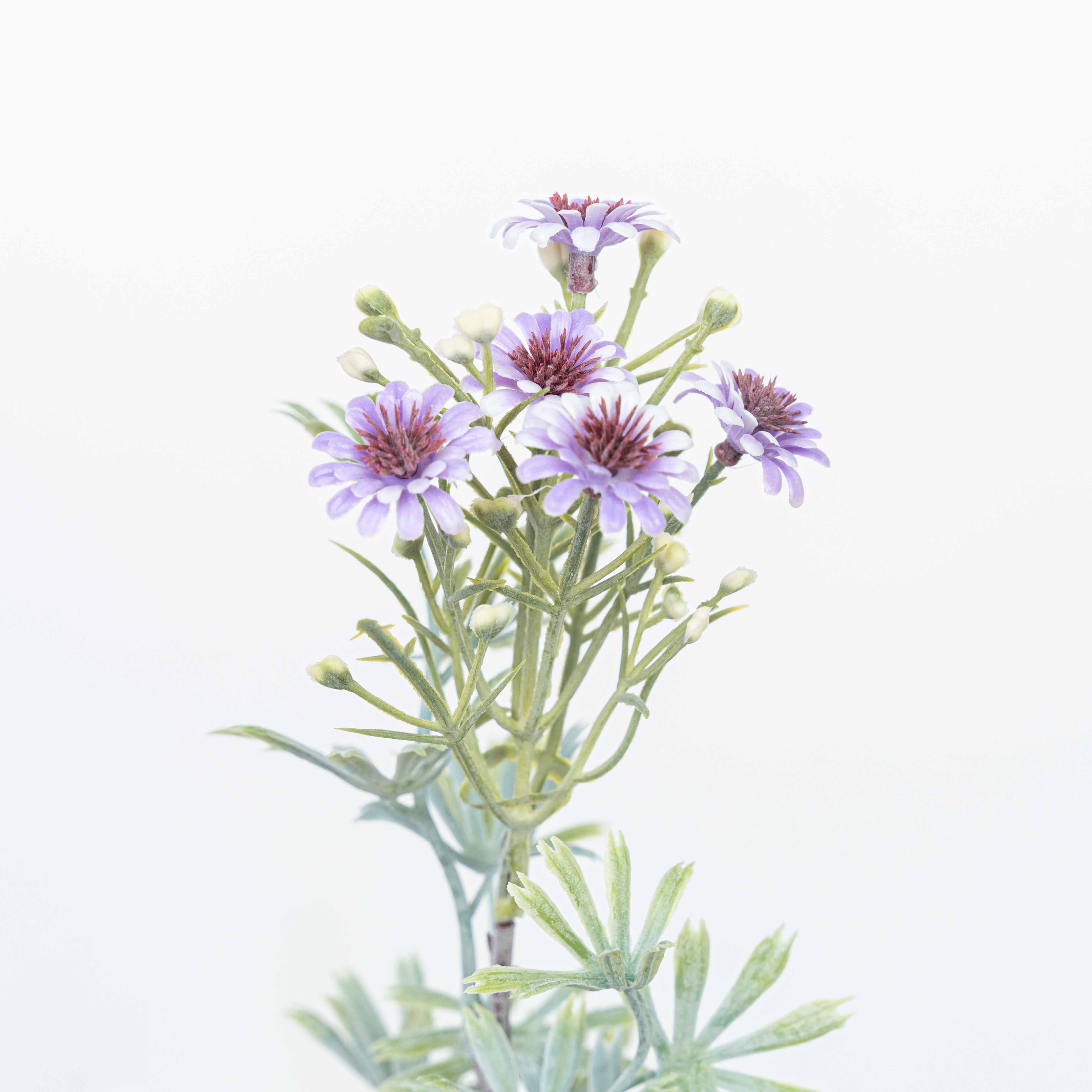 18" DAISY BUSH X 5