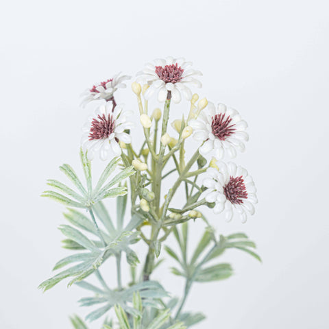 18" DAISY BUSH X 5