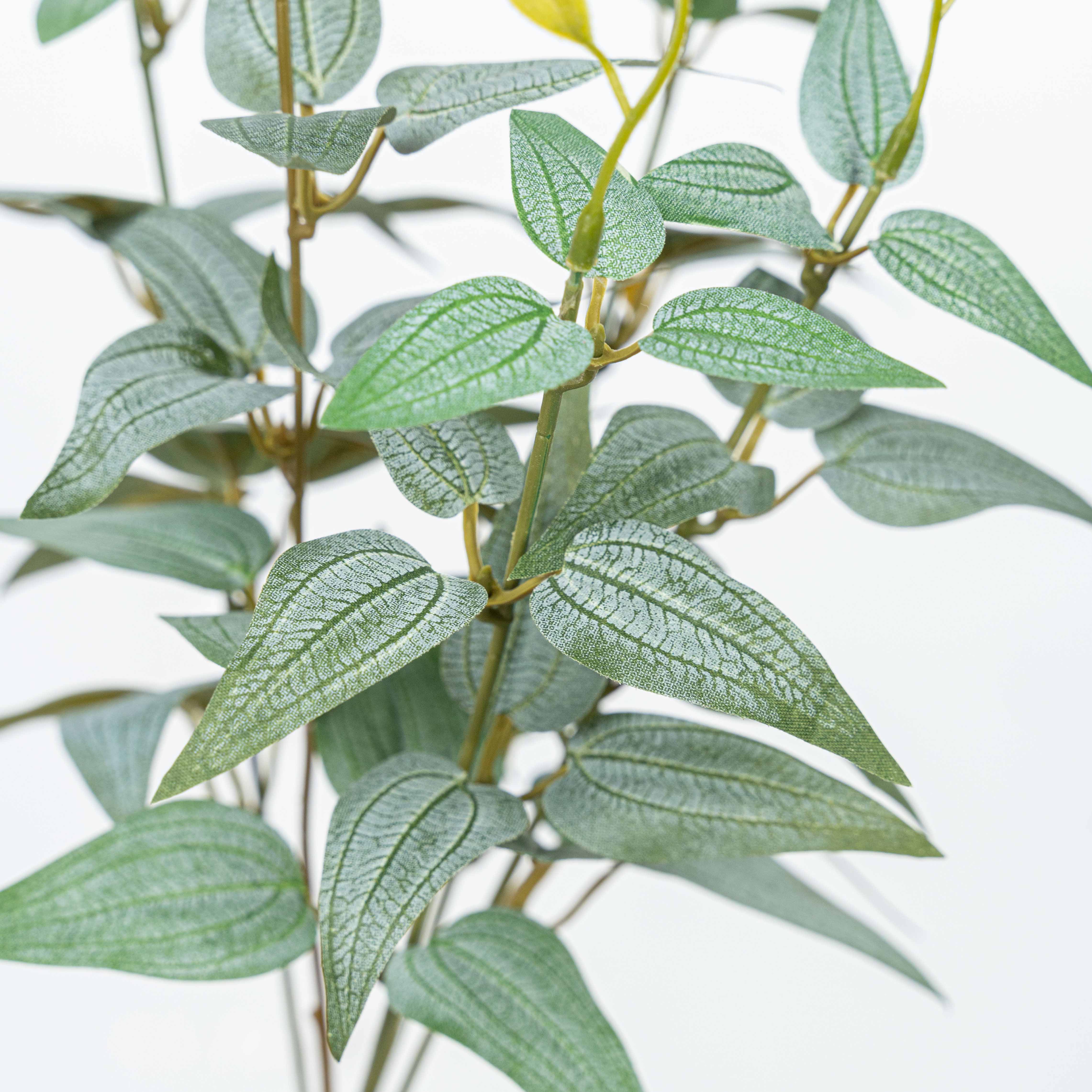 16" JUJUBE LEAF BUSH X 5