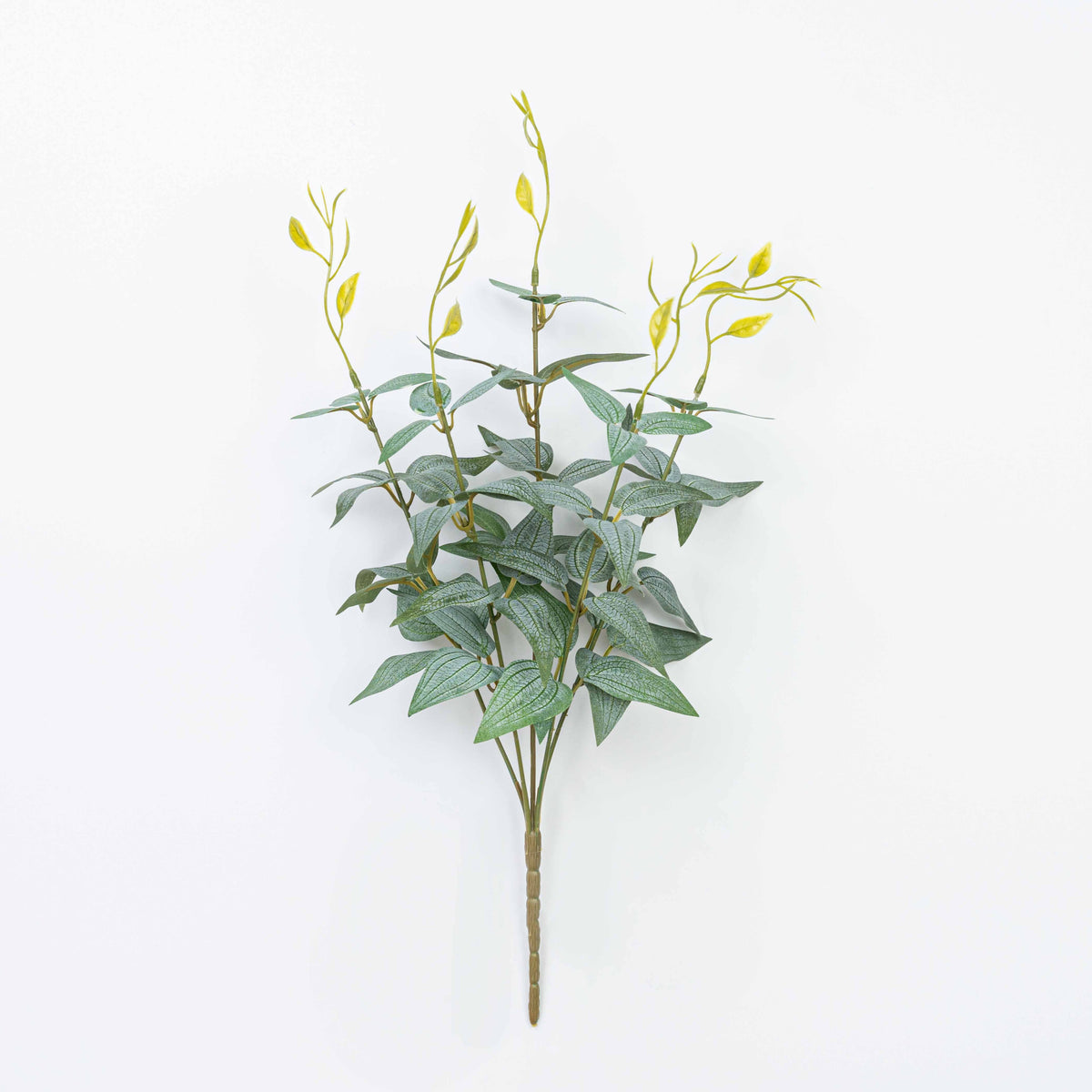 16" JUJUBE LEAF BUSH X 5