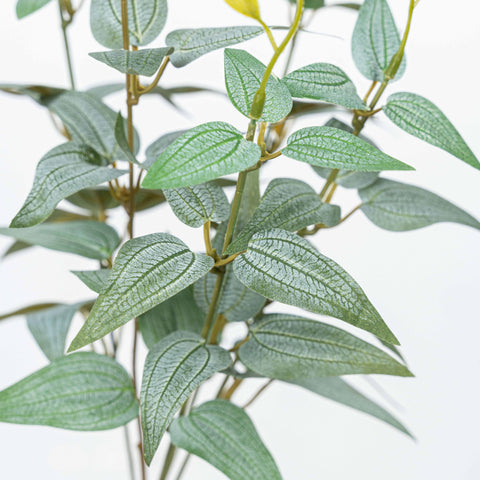 16" JUJUBE LEAF BUSH X 5