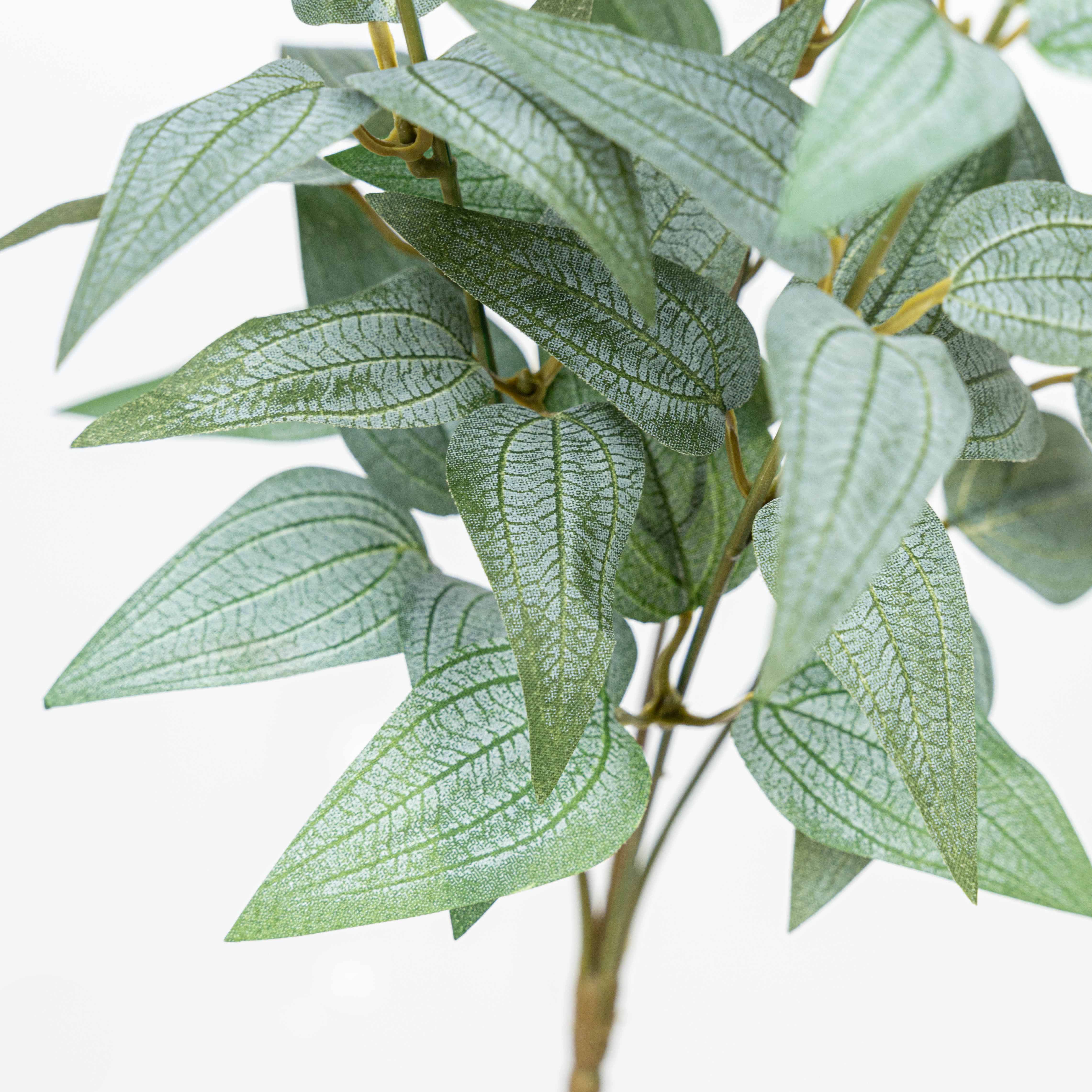 16" JUJUBE LEAF BUSH X 5