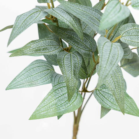 16" JUJUBE LEAF BUSH X 5