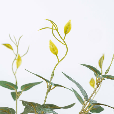 16" JUJUBE LEAF BUSH X 5