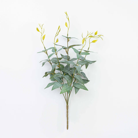 16" JUJUBE LEAF BUSH X 5