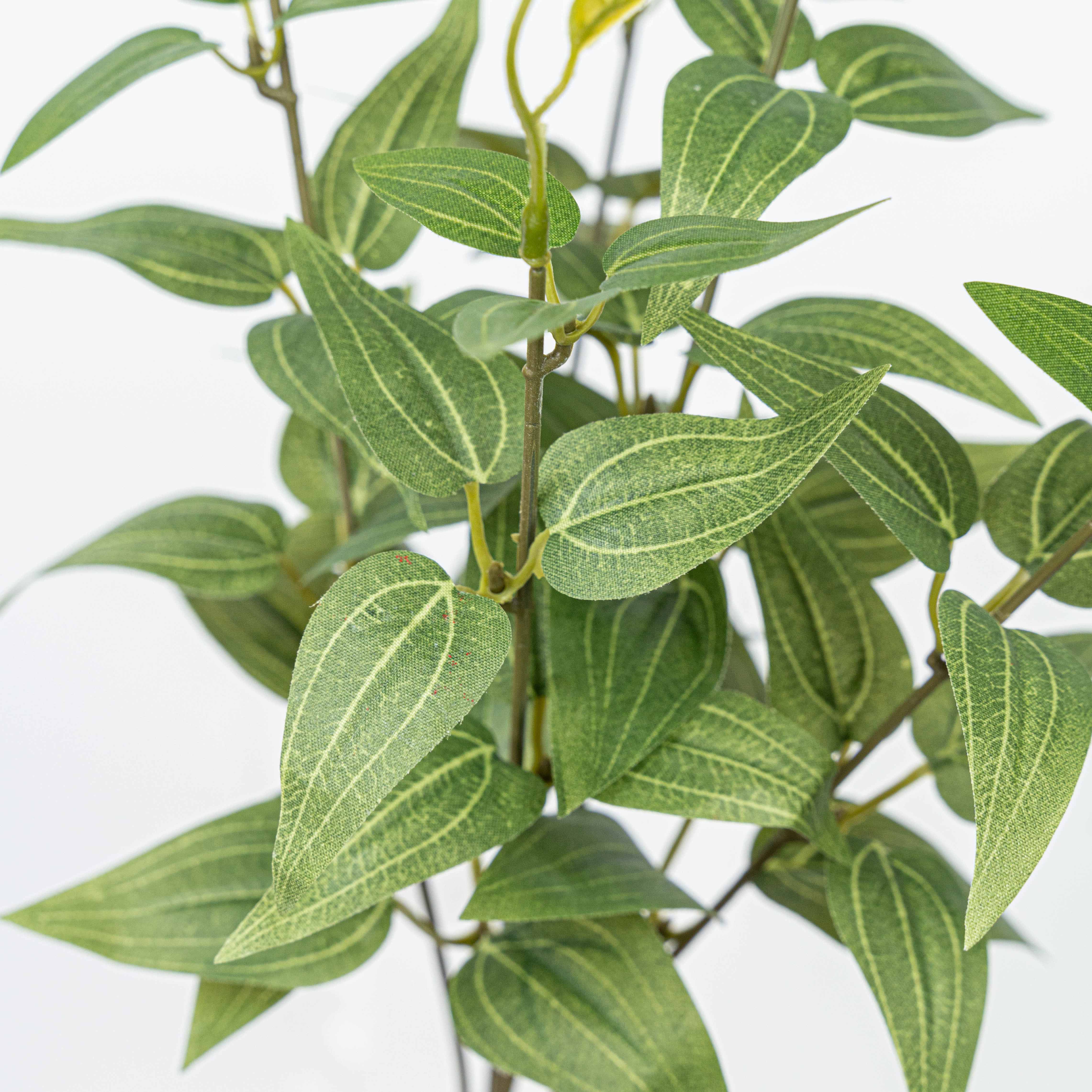 16" JUJUBE LEAF BUSH X 5