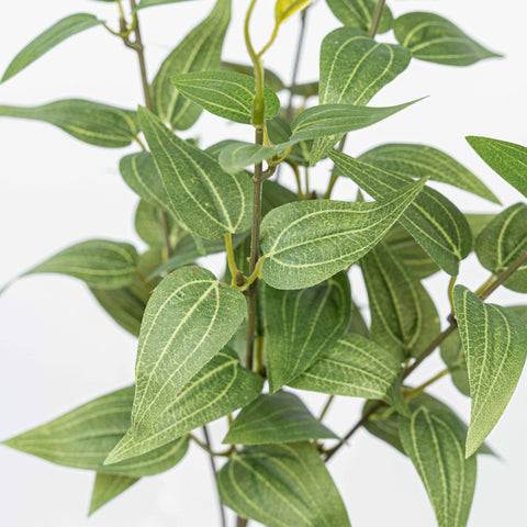 16" JUJUBE LEAF BUSH X 5