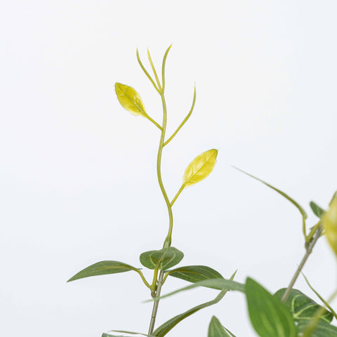 16" JUJUBE LEAF BUSH X 5