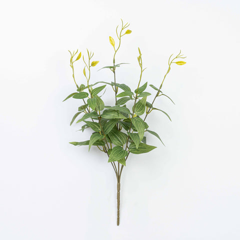 16" JUJUBE LEAF BUSH X 5