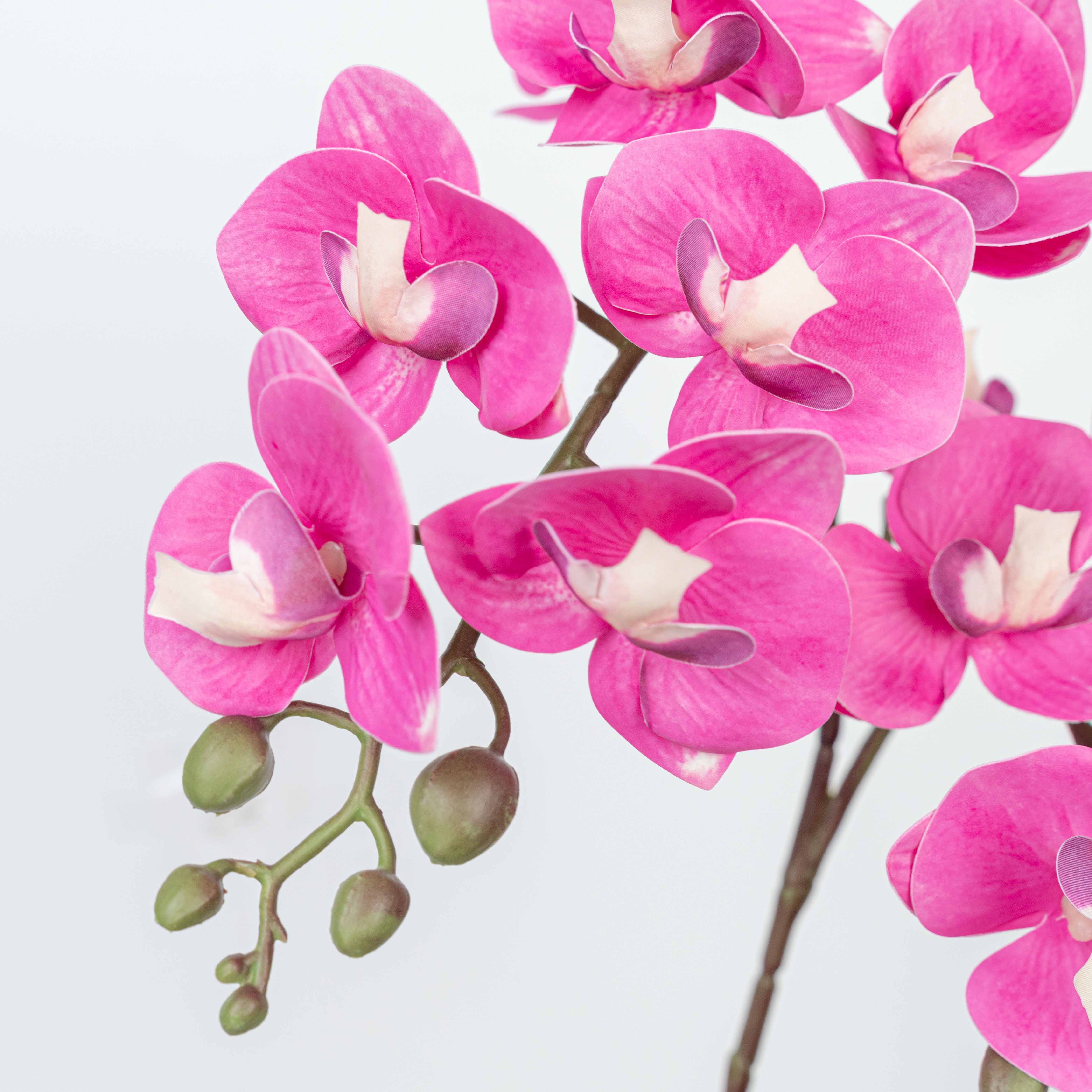 25" PHALAENOPSIS SPRAY