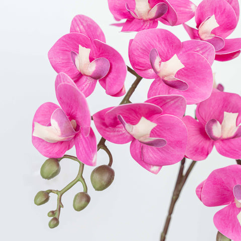 25" PHALAENOPSIS SPRAY