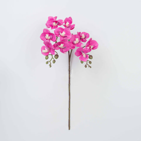 25" PHALAENOPSIS SPRAY