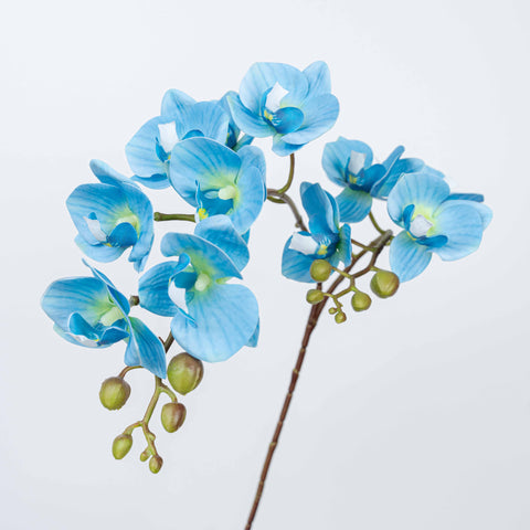 25" PHALAENOPSIS SPRAY