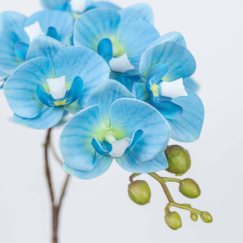 25" PHALAENOPSIS SPRAY