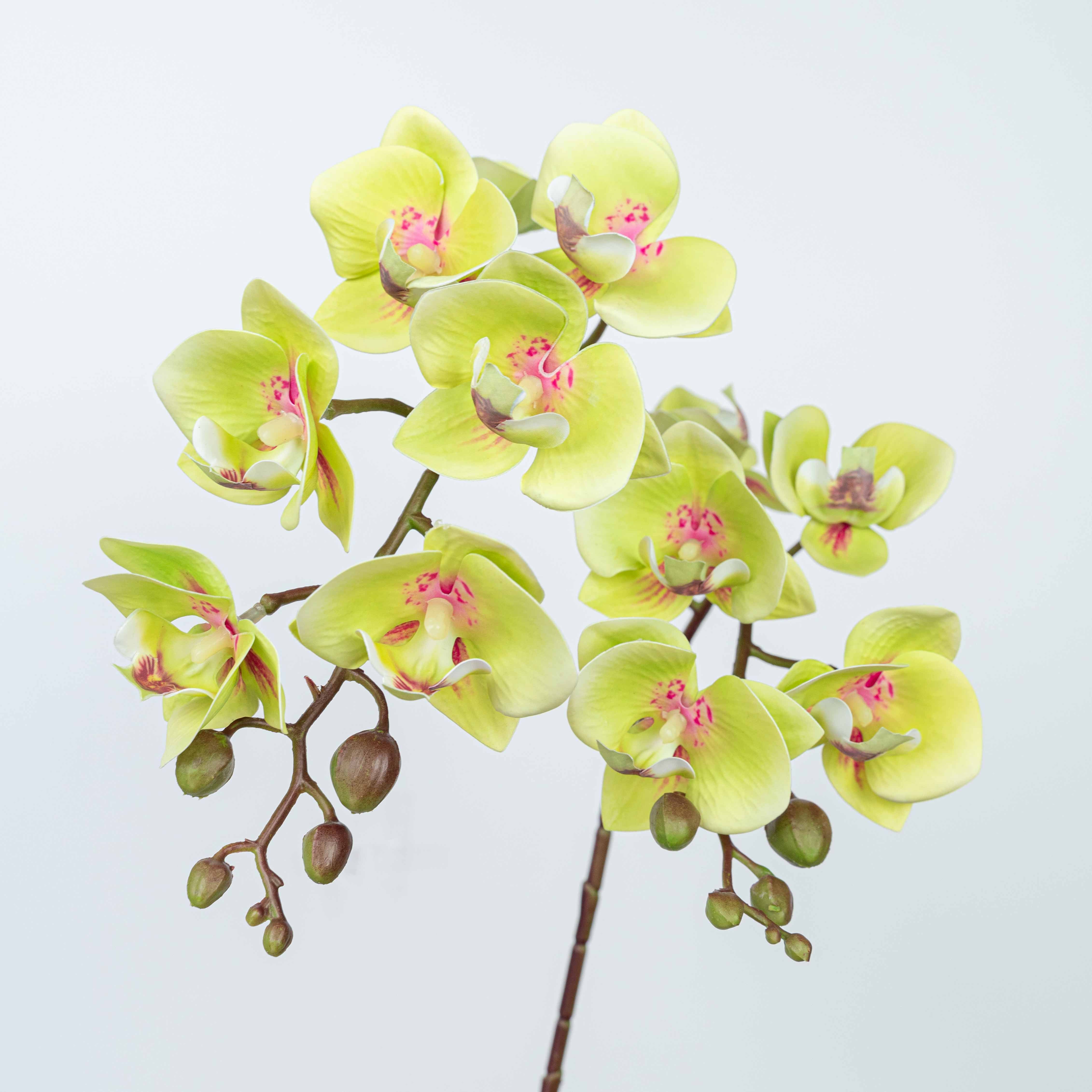 25" PHALAENOPSIS SPRAY