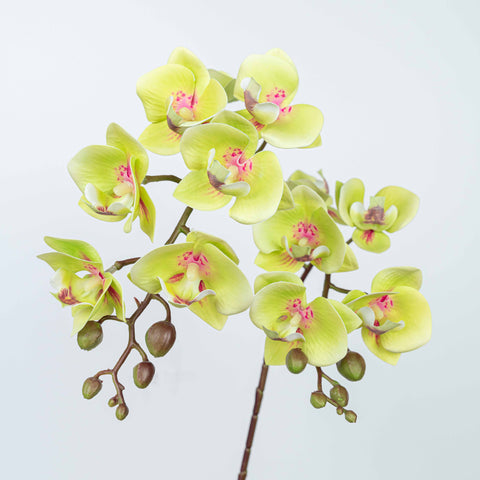 25" PHALAENOPSIS SPRAY
