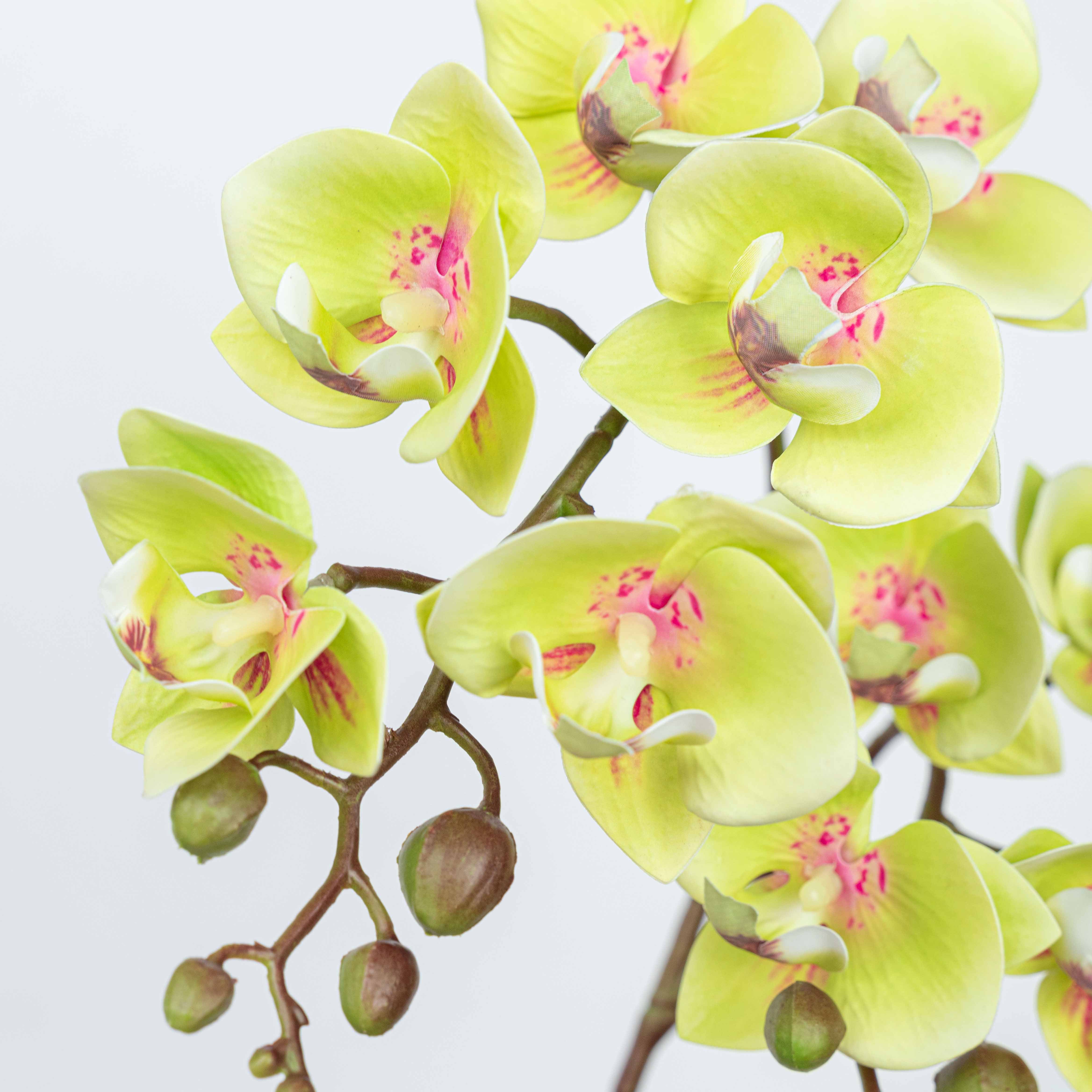 25" PHALAENOPSIS SPRAY