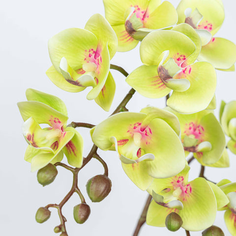 25" PHALAENOPSIS SPRAY
